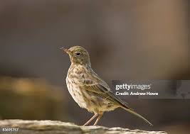Attēlu rezultāti vaicājumam “Anthus petrosus”