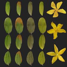 Attēlu rezultāti vaicājumam “Hypericum perforatum leaf”