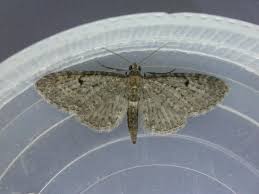 Attēlu rezultāti vaicājumam “Eupithecia satyrata”