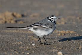 Image result for Motacilla alba