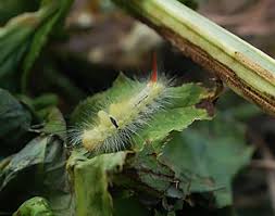 Attēlu rezultāti vaicājumam “Thecabius affinis imago”