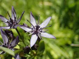 Attēlu rezultāti vaicājumam “Swertia perennis flower”
