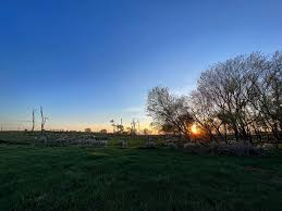 Image result for Teamsheep