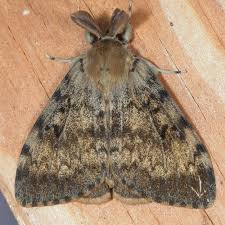 Attēlu rezultāti vaicājumam “Lymantria dispar”