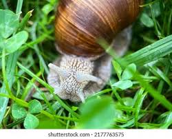 Attēlu rezultāti vaicājumam “Helicidae”