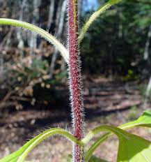 Attēlu rezultāti vaicājumam “Helianthus tuberosus leaf”