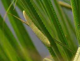 Attēlu rezultāti vaicājumam “Acorus calamus leaf”