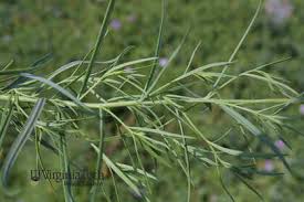 Attēlu rezultāti vaicājumam “Linaria vulgaris bud”