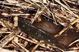 Attēlu rezultāti vaicājumam “Haemopis sanguisuga”