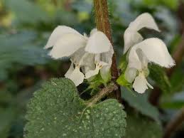 Attēlu rezultāti vaicājumam “Lamium album flower”