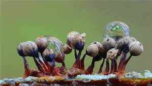 Attēlu rezultāti vaicājumam “Cribraria macrocarpa”