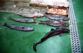 Image result for Dalatias licha