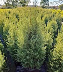 Attēlu rezultāti vaicājumam “Juniperus communis”