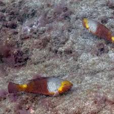 Image result for Sparisoma cretense