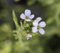 Attēlu rezultāti vaicājumam “Cakile maritima subsp. baltica flower”