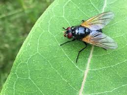 Attēlu rezultāti vaicājumam “Muscidae”