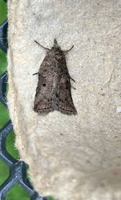 Attēlu rezultāti vaicājumam “Nycteola sp.”