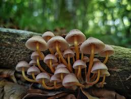 Attēlu rezultāti vaicājumam “Mycena renati”