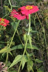 Image result for Zinnia violacea