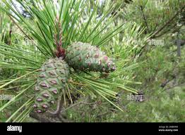 Attēlu rezultāti vaicājumam “Pinus sibirica”