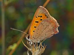 Attēlu rezultāti vaicājumam “Lycaena phlaeas underside”