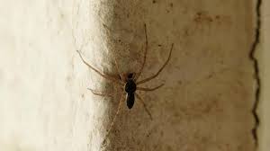 Attēlu rezultāti vaicājumam “Philodromus sp.”