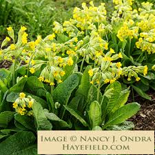 Attēlu rezultāti vaicājumam “Primula veris leaf”