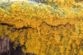 Attēlu rezultāti vaicājumam “Physarum cf. diderma sessile”