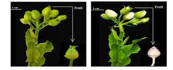 Attēlu rezultāti vaicājumam “Nicotiana tabacum fruit”