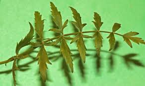 Attēlu rezultāti vaicājumam “Berula erecta leaf”