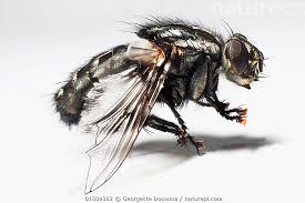 Attēlu rezultāti vaicājumam “Sarcophaga carnaria”