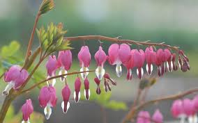 Image result for tränendes Herz