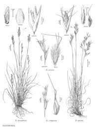 Attēlu rezultāti vaicājumam “Danthonia decumbens”