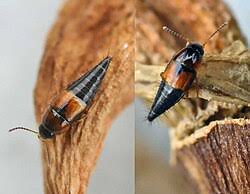 Attēlu rezultāti vaicājumam “Sepedophilus sp.”