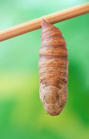 Attēlu rezultāti vaicājumam “cocoon”