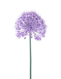Attēlu rezultāti vaicājumam “Allium holandicum”