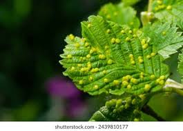 Attēlu rezultāti vaicājumam “Eriophyes laevis”