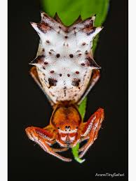 Attēlu rezultāti vaicājumam “Araneidae”