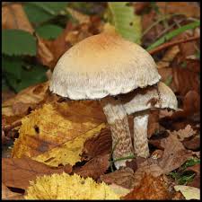 Attēlu rezultāti vaicājumam “Psathyrella lacrymabunda”