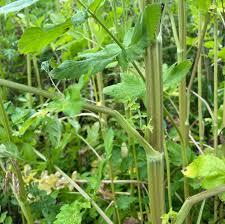 Attēlu rezultāti vaicājumam “Pastinaca sativa subsp. sylvestris fruit”