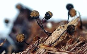 Attēlu rezultāti vaicājumam “Cribraria macrocarpa young”