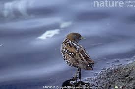 Image result for Porzana pusilla