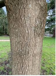 Attēlu rezultāti vaicājumam “Fraxinus excelsior Pendula female flower”