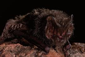 Attēlu rezultāti vaicājumam “Barbastella barbastellus”