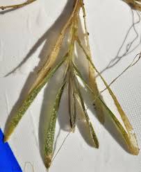 Attēlu rezultāti vaicājumam “Potamogeton compressus leaf”