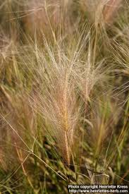 Attēlu rezultāti vaicājumam “Hordeum jubatum”