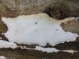 Attēlu rezultāti vaicājumam “Postia leucomallella”