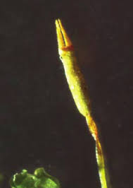 Attēlu rezultāti vaicājumam “Tetraphis pellucida sporophyte”