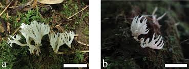 Attēlu rezultāti vaicājumam “Clavaria sphagnicola”