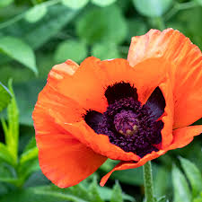 Image result for Papaver orientale